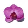 Orchid Head in Lilac and Purple for Invitations